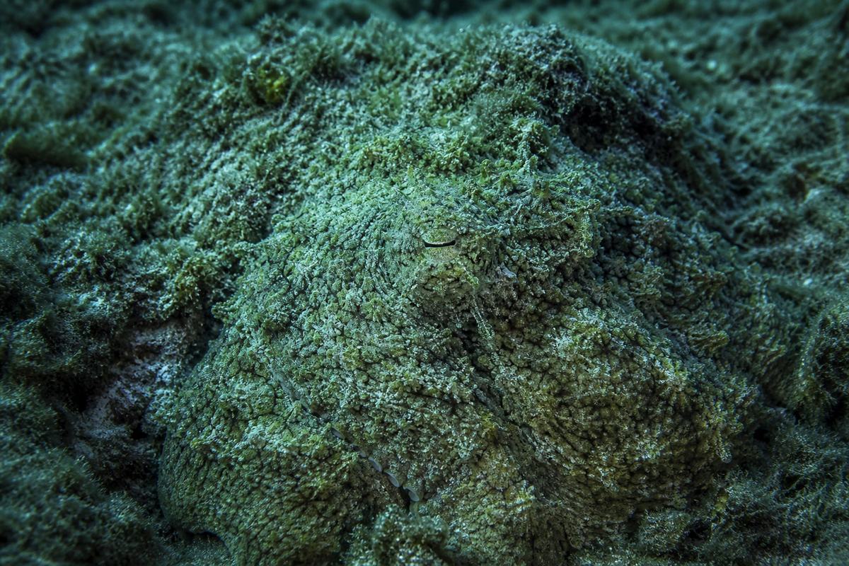 Polvo camuflado sobre rocha coberta de algas, quase indistinguível do fundo