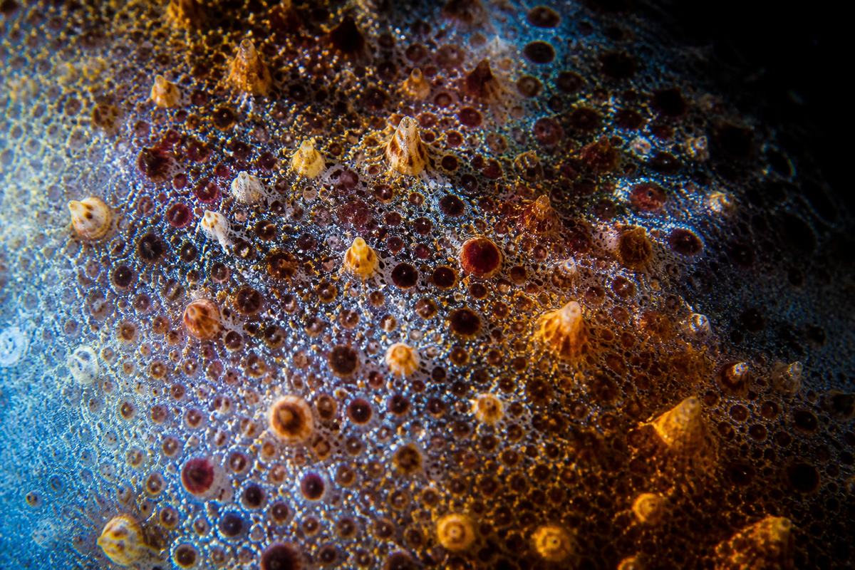 Macro extremo da pele de um cefalópode mostrando células pigmentares coloridas e papilas