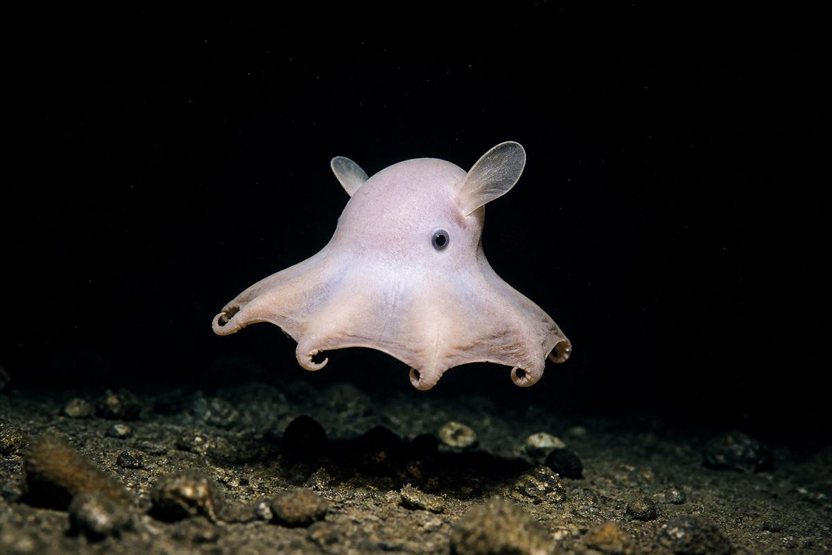 Polvo-dumbo pálido com nadadeiras em forma de orelha pairando sobre o fundo abissal